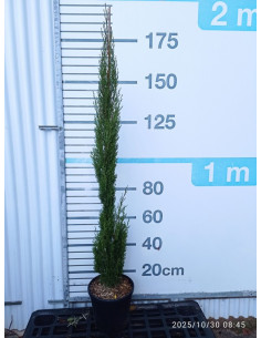 CUPRESSUS SEMPERVIRENS TOTEM T12LT 150/175CM