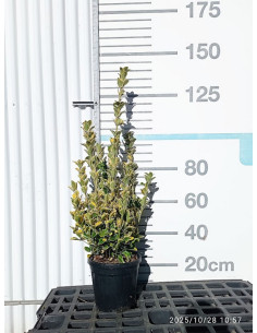 EUONYMUS JAPONICUS AUREOMARGINATUS T10LT