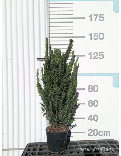 EUONYMUS JAPONICUS BENKOMASAKI T10L