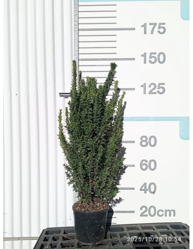 EUONYMUS JAPONICUS BENKOMASAKI T10L