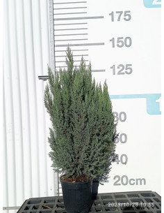 JUNIPERUS CHINENSIS STRICTA T10LT