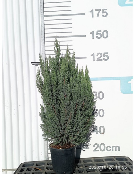 JUNIPERUS CHINENSIS STRICTA T10LT