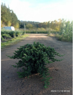 JUNIPERUS BLUE PACIFIC T10LT