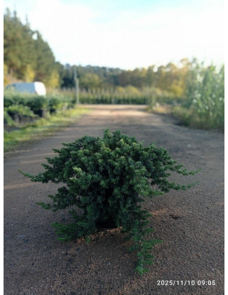 JUNIPERUS BLUE PACIFIC T10LT
