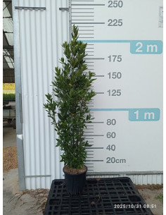 LAURUS NOBILIS T18LT 125/150CM