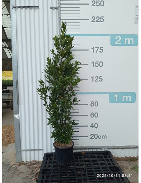 LAURUS NOBILIS T18LT 125/150CM