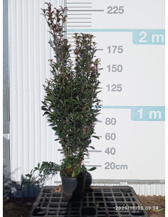 LAURUS NOBILIS T30LT 175/200CM