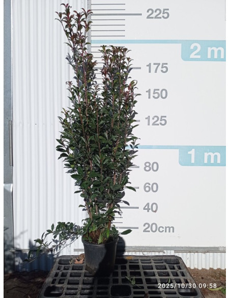 LAURUS NOBILIS T30LT 175/200CM