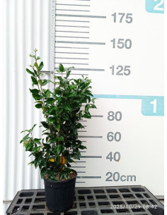 LIGUSTRUM JAPONICUM T10LT