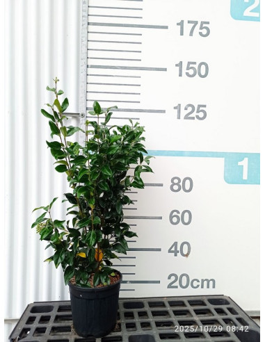 LIGUSTRUM JAPONICUM T10LT