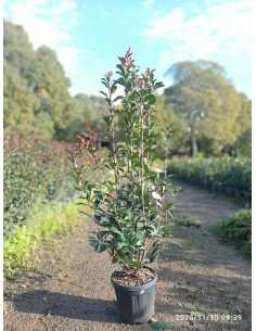 PHOTINIA CARRE ROUGE T10LT