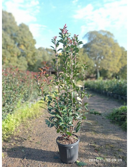PHOTINIA CARRE ROUGE T10LT