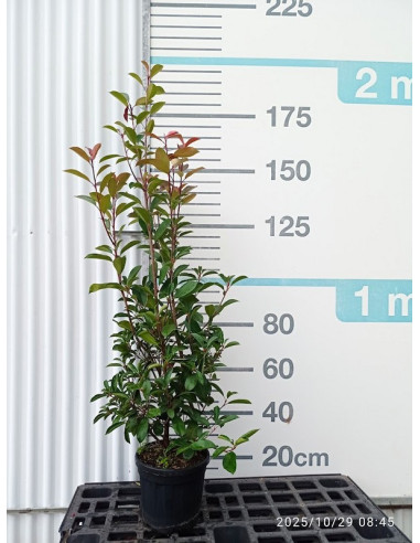 PHOTINIA RED ROBIN T10LT 100/120CM