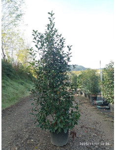 PHOTINIA RED ROBIN T18LT 125/150CM