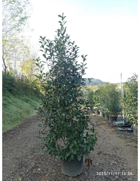 PHOTINIA RED ROBIN T18LT 125/150CM