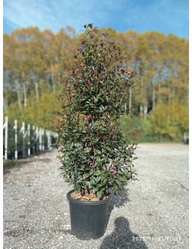 PHOTINIA RED ROBIN T50LT 175/200CM