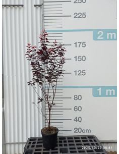 PRUNUS CERASIFERA NIGRA T10LT