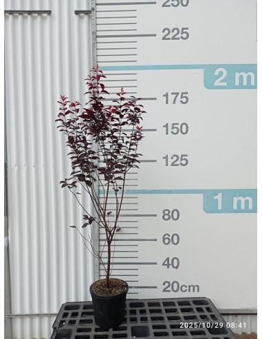 PRUNUS CERASIFERA NIGRA T10LT