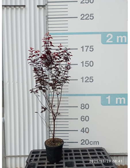 PRUNUS CERASIFERA NIGRA T10LT