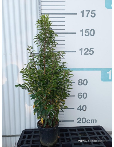 PRUNUS LUSITANICA ANGUSTIFOLIA T10LT