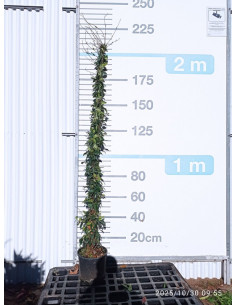 JASMINUM RHYNCOSPERNUM T10LT 200/225CM