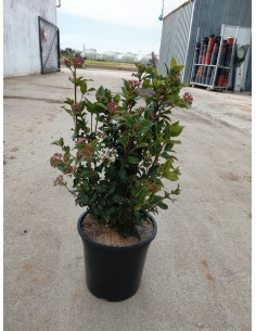 VIBURNUM TINUS T10LT