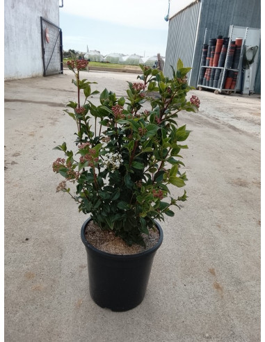 VIBURNUM TINUS T10LT