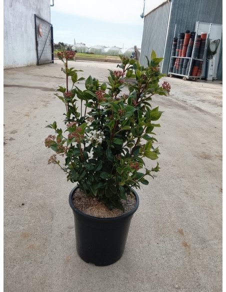 VIBURNUM TINUS T10LT