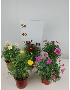 ARGYRANTHEMUM FRUTESCENS T13CM MARGARITA 2