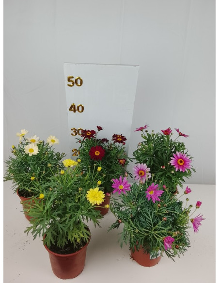 ARGYRANTHEMUM FRUTESCENS T13CM MARGARITA