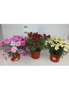 ARGYRANTHEMUM FRUTESCENS T3LT MARGARITA