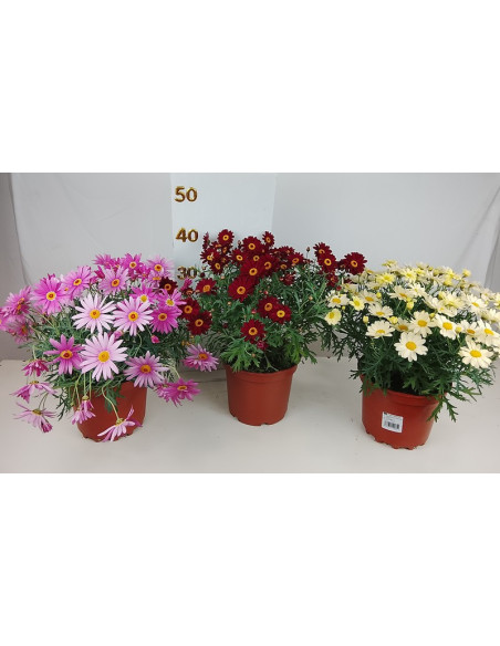 ARGYRANTHEMUM FRUTESCENS T3LT MARGARITA