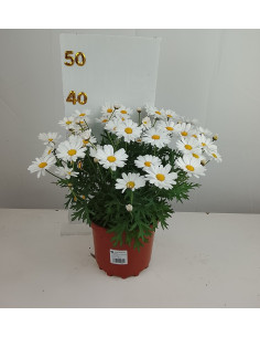 ARGYRANTHEMUM FRUTESCENS T3LT MARGARITA 2