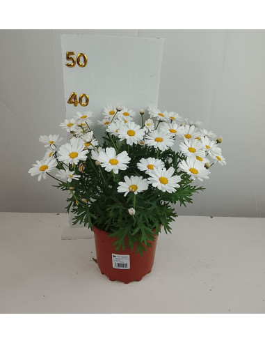 ARGYRANTHEMUM FRUTESCENS T3LT MARGARITA