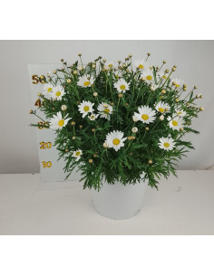 ARGYRANTHEMUM FRUTESCENS T10LT MARGARITA