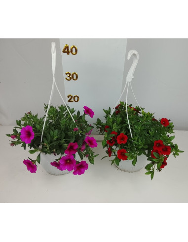 CALIBRACHOA T19CM PENJADOR