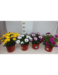 OSTEOSPERMUM ECKLONIS T3LT DIMORPHOTECA