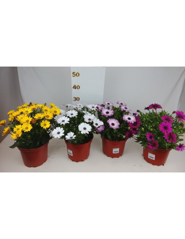 OSTEOSPERMUM ECKLONIS T3LT DIMORPHOTECA