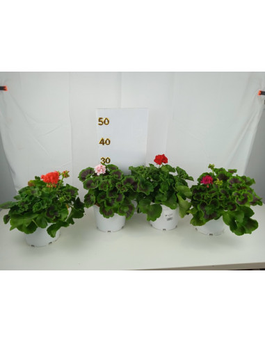 PELARGONIUM ZONALE T3LT