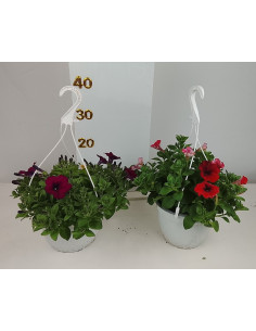 PETUNIA SURFINIA T19CM PENJADOR