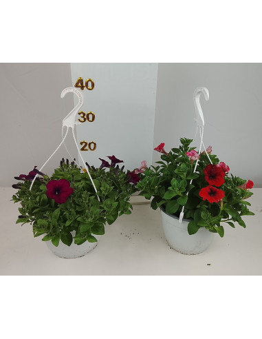 PETUNIA SURFINIA T19CM PENJADOR