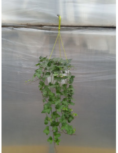 HEDERA MIX T19CM PENJADOR