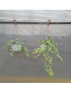 HEDERA MIX T19CM PENJADOR 2