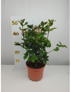 VIBURNUM TINUS T3LT