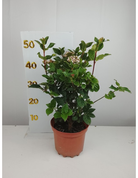 VIBURNUM TINUS T3LT