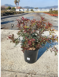 PISTACIA LENTISCUS T10LT 60/80