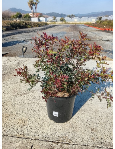 PISTACIA LENTISCUS T10LT 60/80