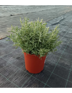 LAVANDA DENTATA T10LT