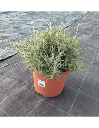 LAVANDA DENTATA T5LT