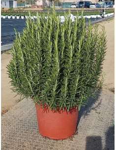 ROSMARINUS OFFICINALIS T10LT